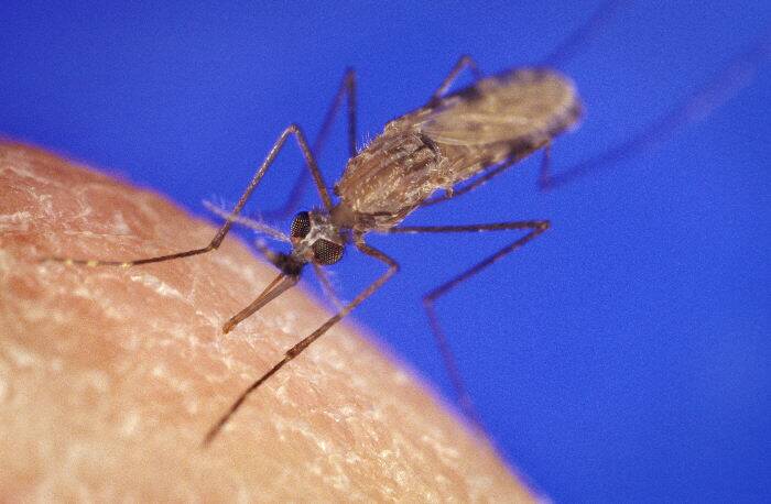An anopheles mosquito, which is known to carry malaria. Photo: US Centers for Disease Control and Prevention
