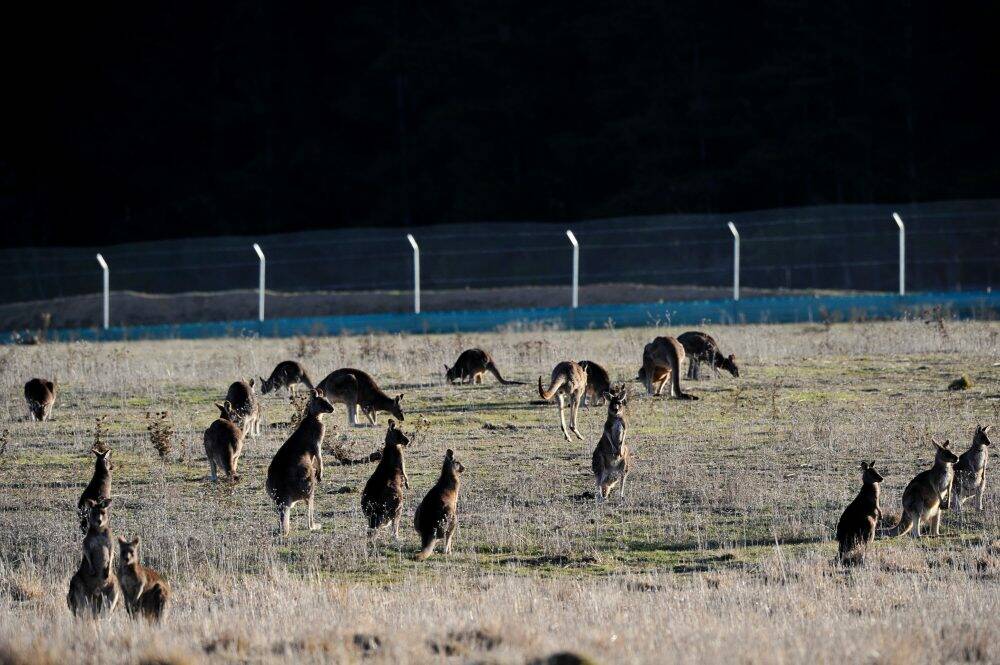 Kangaroos near Mount Majura. Photo: Jay Cronan