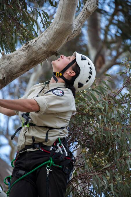 Dr Laura Rayner climbs a tree in search of superb parrots' nesting hollows.  Photo: Mark Jekabsons