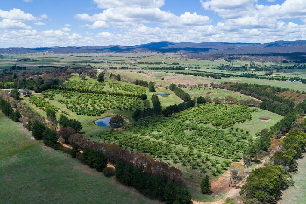 Tweenhills chestnut farm is  on a 38 acre block of land in Hoskinstown Photo: Supplied