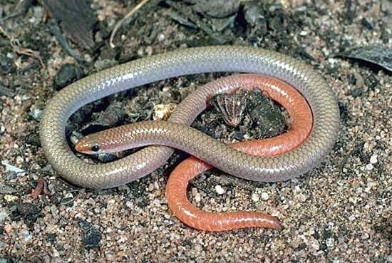 The pink-tailed worm lizard, whose habitat includes parts of the Molonglo area to be opened for suburban development.
