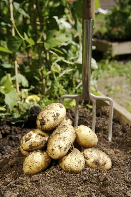 Ground breaking: Freshly dug potatoes.