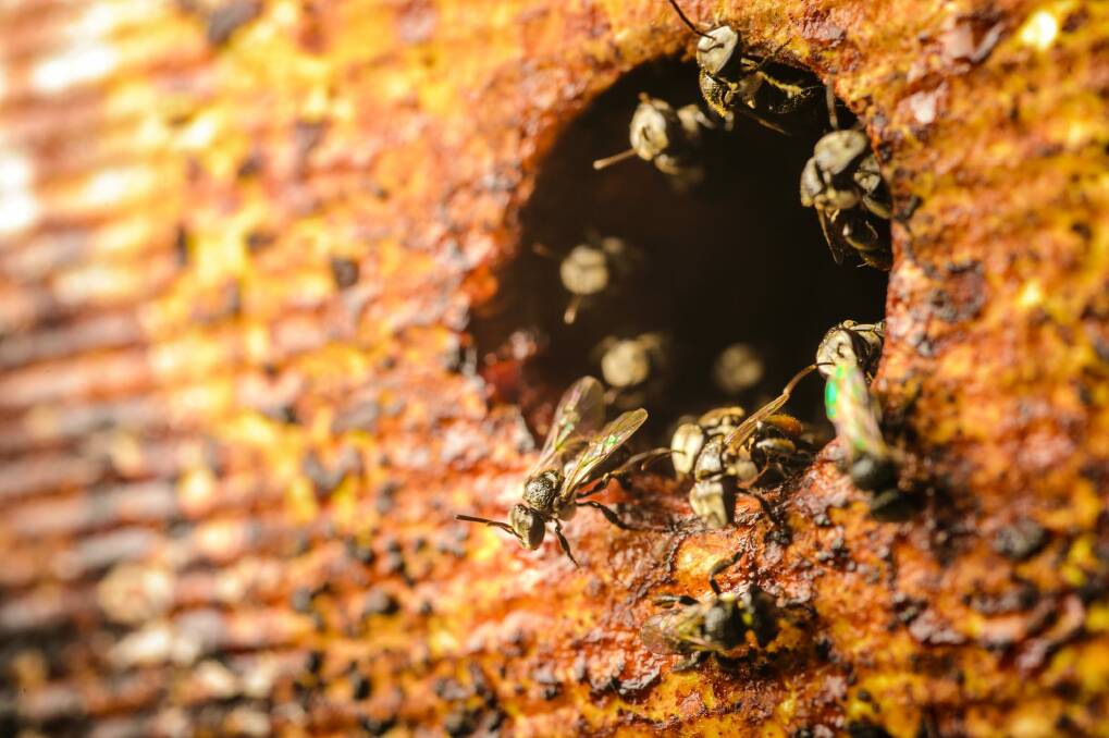 Stingless Australian native bees on display at Floriade.  Photo: Sitthixay Ditthavong