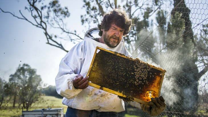 Bee Expert, Dr Denis Anderson, with some of his bees at Gungahlin. Photo: Rohan Thomson