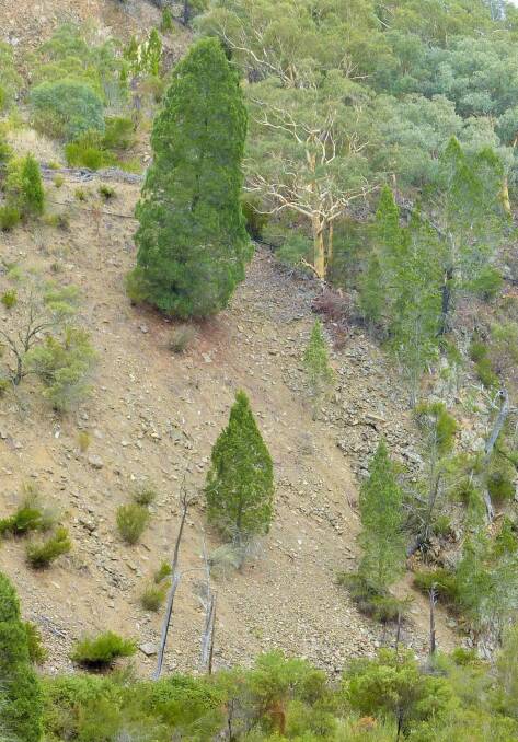 Cypress pines cling precariously to the scree slopes on the southern side of Molonglo Gorge. Photo: Tim the Yowie Man