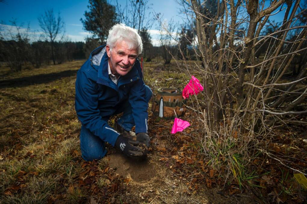 Wayne Haslam digging for a truffle.  Photo: Dion Georgopoulos