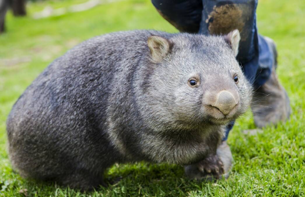 The Sleepy Burrows Wombat Sanctuary is having a fund-raising drive so they can build a new wombat enclosure. Photo: Jamila Toderas