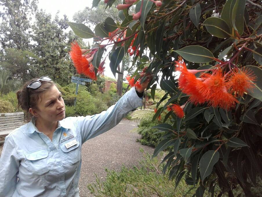 ANBG ranger Anna Newton-Walters soothes her soul with Corymbia 'Orange Dwarf'.