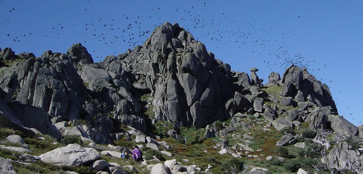 Little ravens flock to the high country in their hundreds and thousands to feast on bogong moths. Photo: John Blay