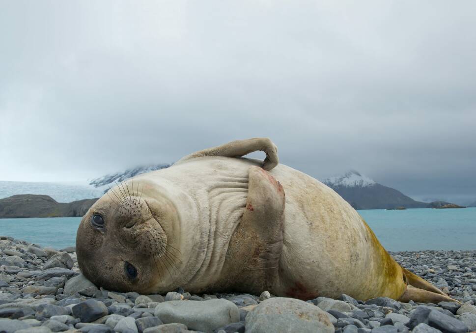Mr White would be often woken up in the early hours of the morning by young seals, like this one, on South Georgia Island.