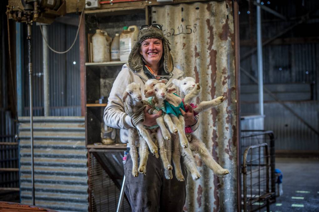 Yass farmer Rachel Allen rugs up her day-old lambs in hand-knitted jumpers to help them survive the winter during the drought.  Photo: Karleen Minney