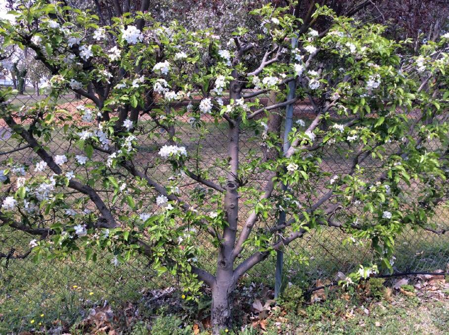 Espaliered Golden Delicious apple tree planted 1978 in Fetherston Gardens at Weston.  Photo: Susan Parsons