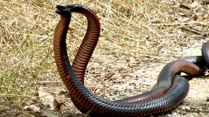 Two red-bellied black snakes caught on camera fighting for territory at Tidbinbilla Nature Reserve. <i>Photo: Julian Green </i>