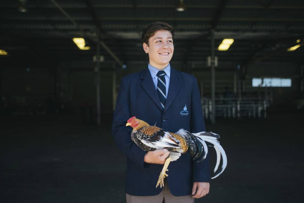 Canberra Grammar year 10 student Nick Katsogiannis holding a rooster during the agricultural education day at Exhibition Park in Canberra. Photo: Rohan Thomson