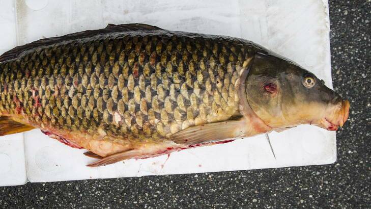 A large carp caught in Lake Ginninderra. Photo: Rohan Thomson