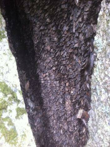 Aestivating moths in a rock crevice in Namadgi. Photo: Tim the Yowie Man