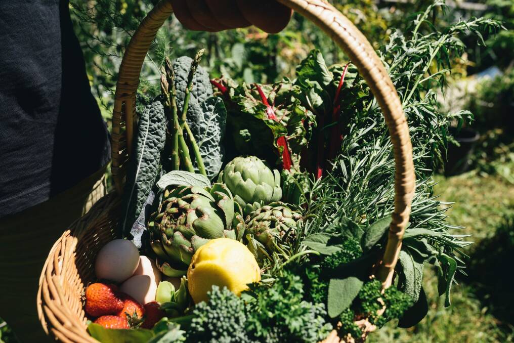 Harvest basket of vegetables and eggs. Photo: Rohan Thomson