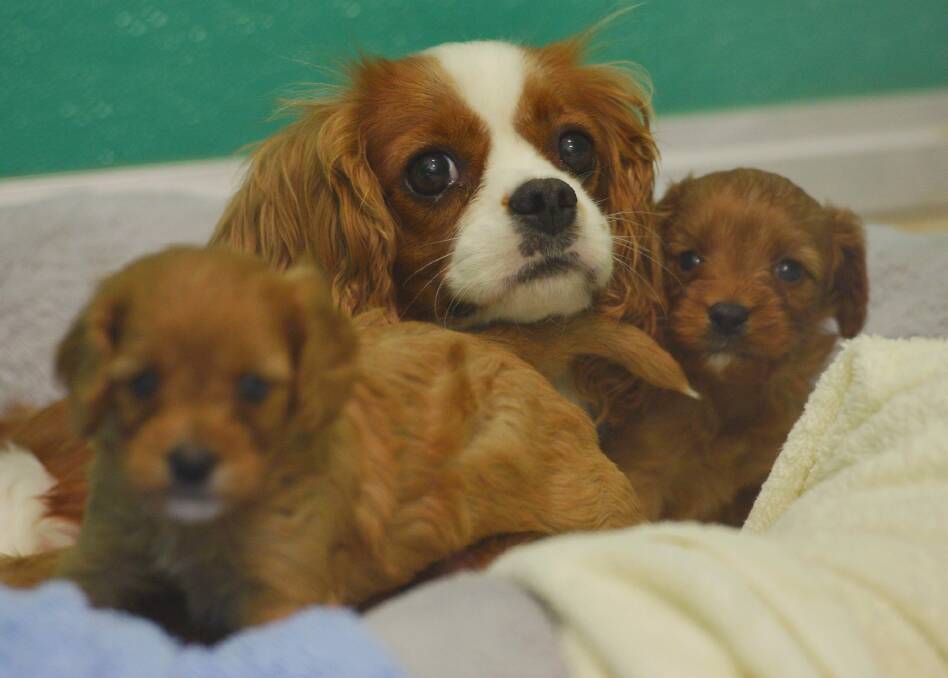 A mother and her puppies rescued from a puppy farm in Melbourne. Photo: Joe Armao