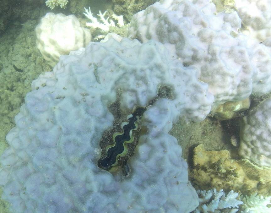 A doomed giant clam amid bleached coral. Photo: Crispin Hull