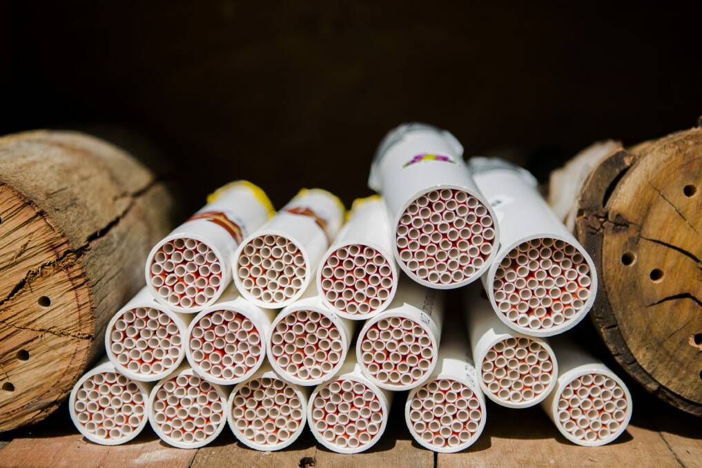 Hotel rooms made of cardboard tubes packed with paper drinking straws in the bee hotel. Photo: Jamila Toderas