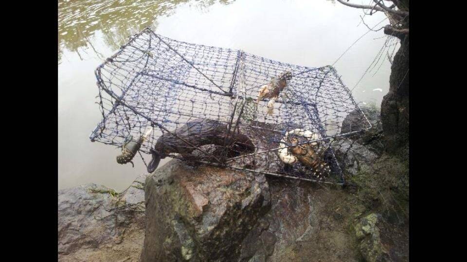 Illegal yabby traps pose a deathly risk to native wildlife, such as platypus.  Photo: Supplied