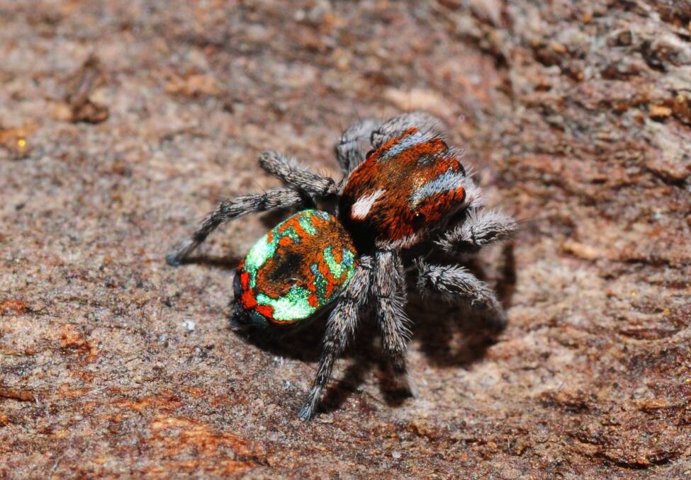 The Kicking Peacock Spider was found on Black Mountain. Photo: Stuart Harris