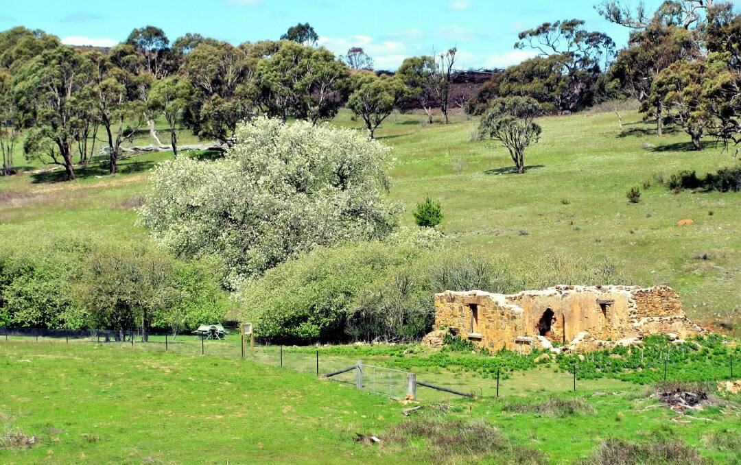 The picturesque ruins of Colliers Homestead.  Photo: Max Lawrence