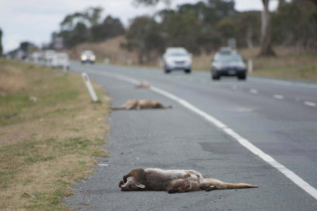 Kangaroo carcasses line the Monaro Highway towards Michelago. Photo: Jay Cronan