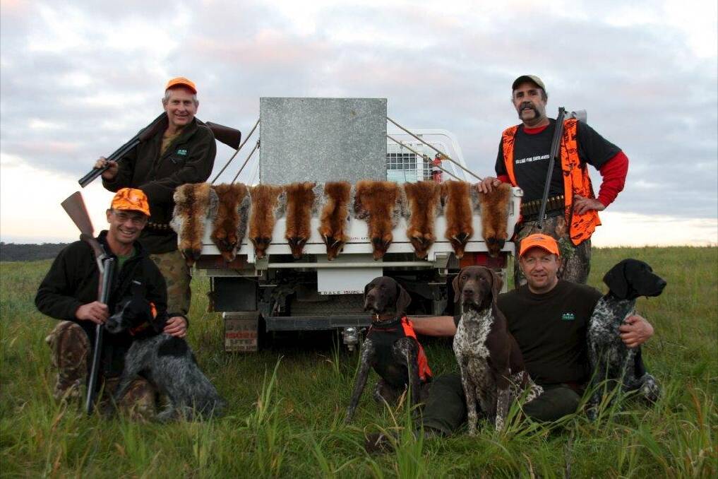 Wayne Hogan, Andy Mallen, David Mills and Steve Ballas (standing) with their pointer dogs and nine foxes, flushed from large blackberry patches near Marulan. Photo: Supplied