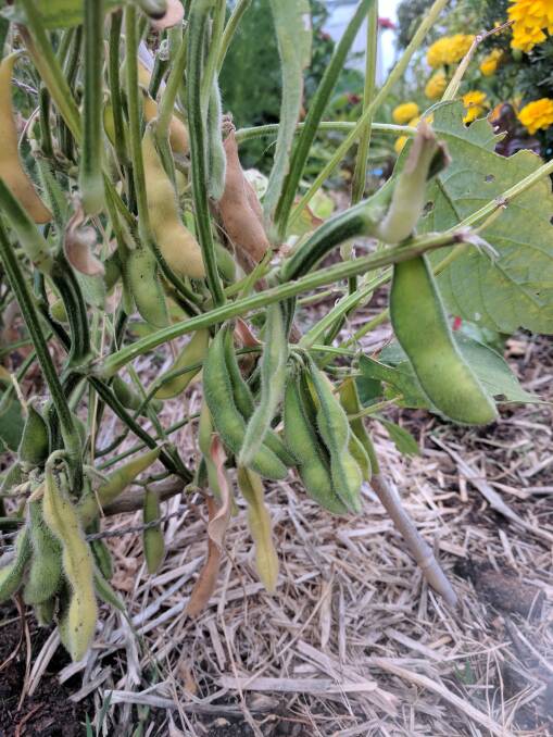 Edamame (soybeans) grown at a COGS Community Garden Photo: Supplied