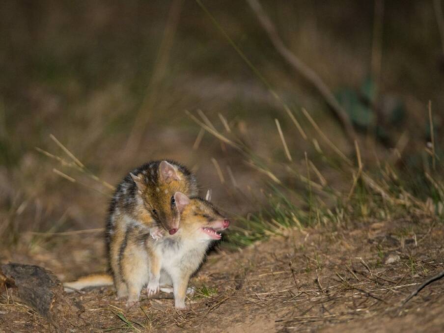 The baby Eastern Quolls practice hunting on each other. Photo: y Charles Davis and the Woodlands and Wetlands Trust