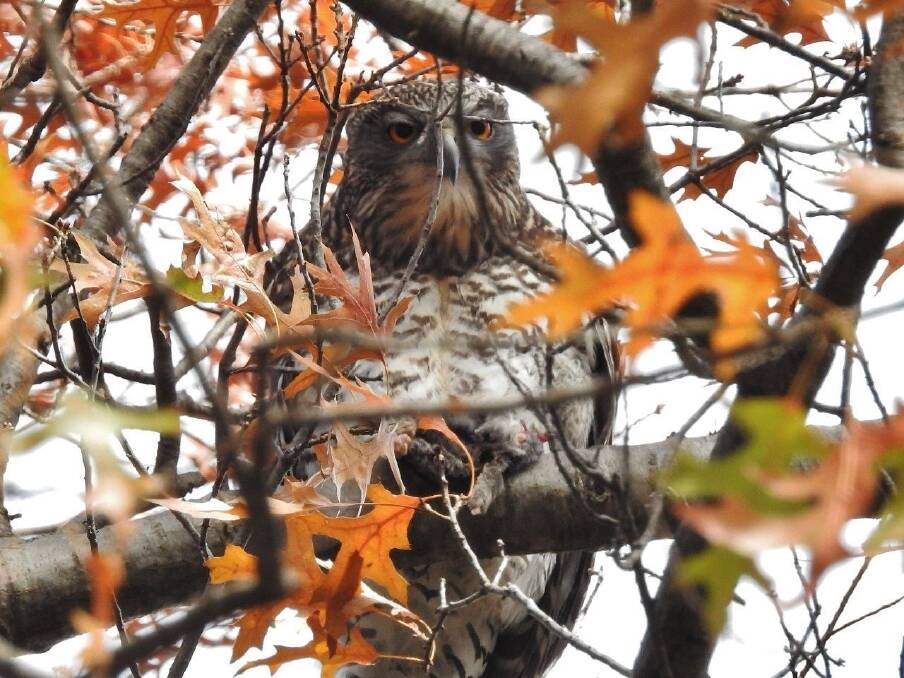Bliss: The Powerful Owl in Autumnally lovely Turner.  Photo: John Bundock.