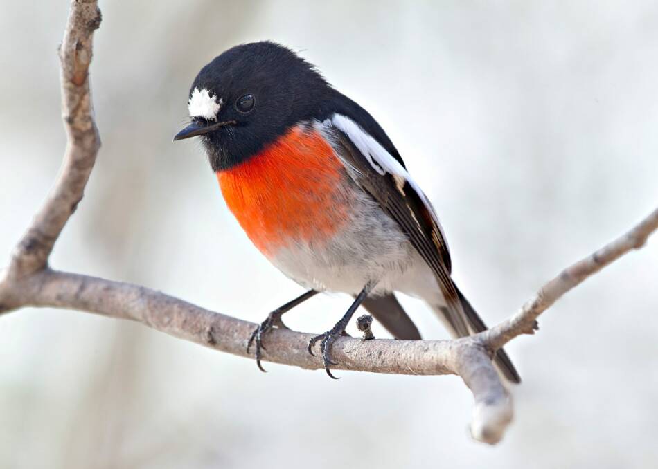 Birdos have come up with an action plan to save endangered birds such as the scarlet robin.

 Photo: Julian Robinson