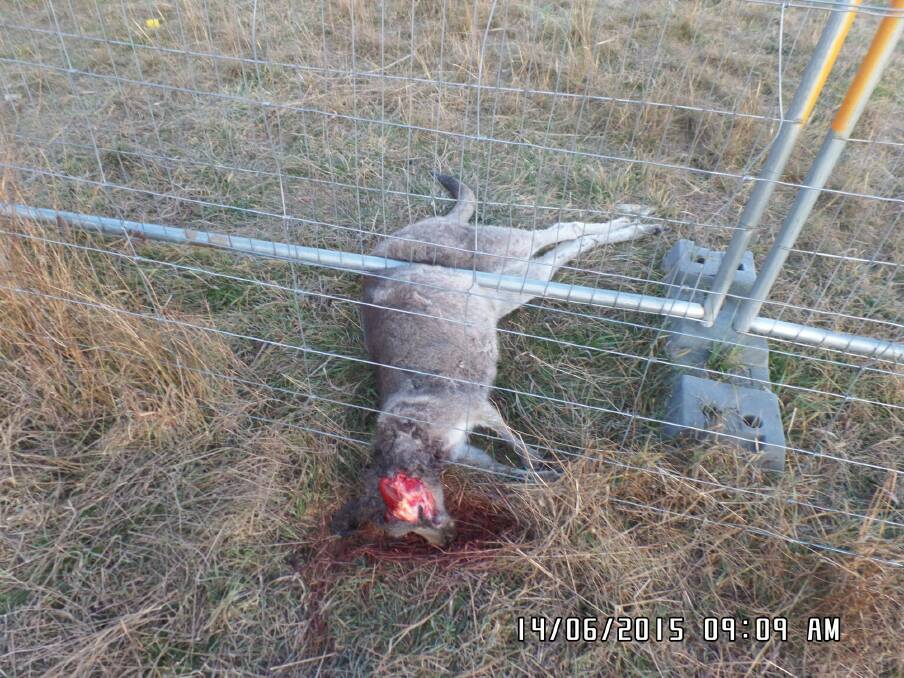 The dead kangaroo found under fencing at Gungaderra Grasslands in Crace. Photo: Supplied
