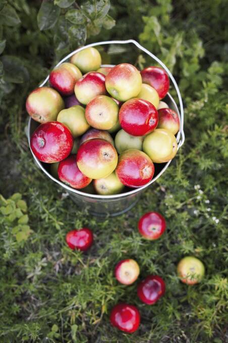 Pick of the crop: it's time to decide which new fruit trees to add to your garden. Photo: iStock