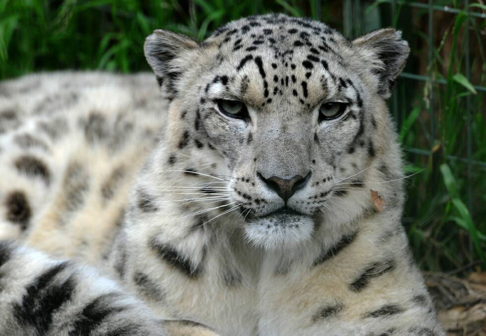 Snow Leopard 'Illyan' is a popular attraction at Mogo Zoo. Photo: Graham Tidy