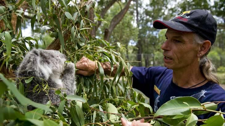 Sapphire the Koala is an endangered southern koala with Manager of Animal Welfare and Management John Marsh at Potoroo Palace in Yellow Pinch near Tathra. Photo: Jay Cronan
