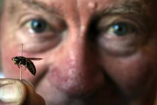 Dr Phillip Spradbery with a European wasps. Photo: Kate Leith