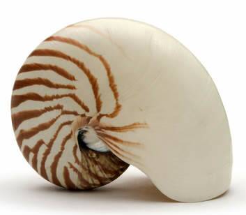 The way a shell coils is described as its chirality. Photo: iStockphoto