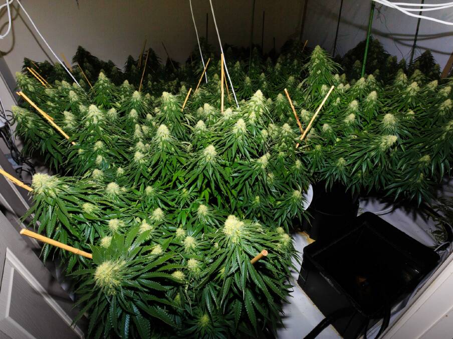 ACT Policing charged six people and seized more than 900 cannabis plants worth $6 million when they raided eight grow houses across the ACT as part of Operation Armscote.  Photo: Ian Thorburn