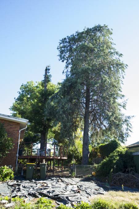 The large Cypress tree. Photo: Dion Georgopoulos