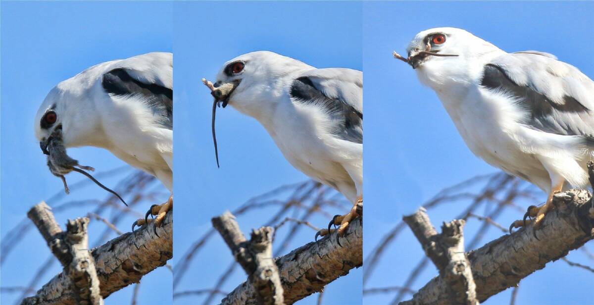 Death at the Wetlands. A black-shouldered kite devours a mouse.  Photo: Geoffrey Dabb