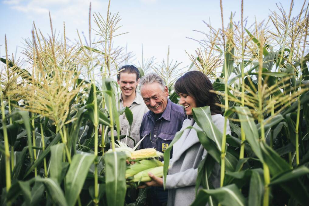 Fred McGrath Weber, Nick Weber and Briar Sydney inspect fresh Majura Valley corn.  Photo: Rohan Thomson