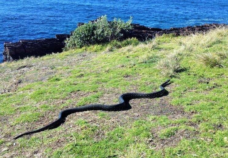 Python at the Mystery Bay campground. Photo: Ian Ruscoe