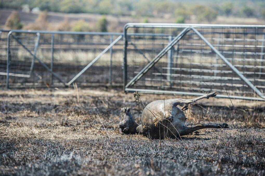Livestock lost in the Tarago fires on a farm near Mount Fairy. Photo: karleen minney