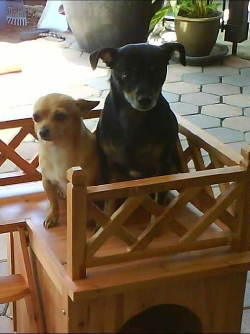 Midge (left) and Neo, the dogs owned by Renee Dean who were mauled to death in their own backyard. Photo: Supplied