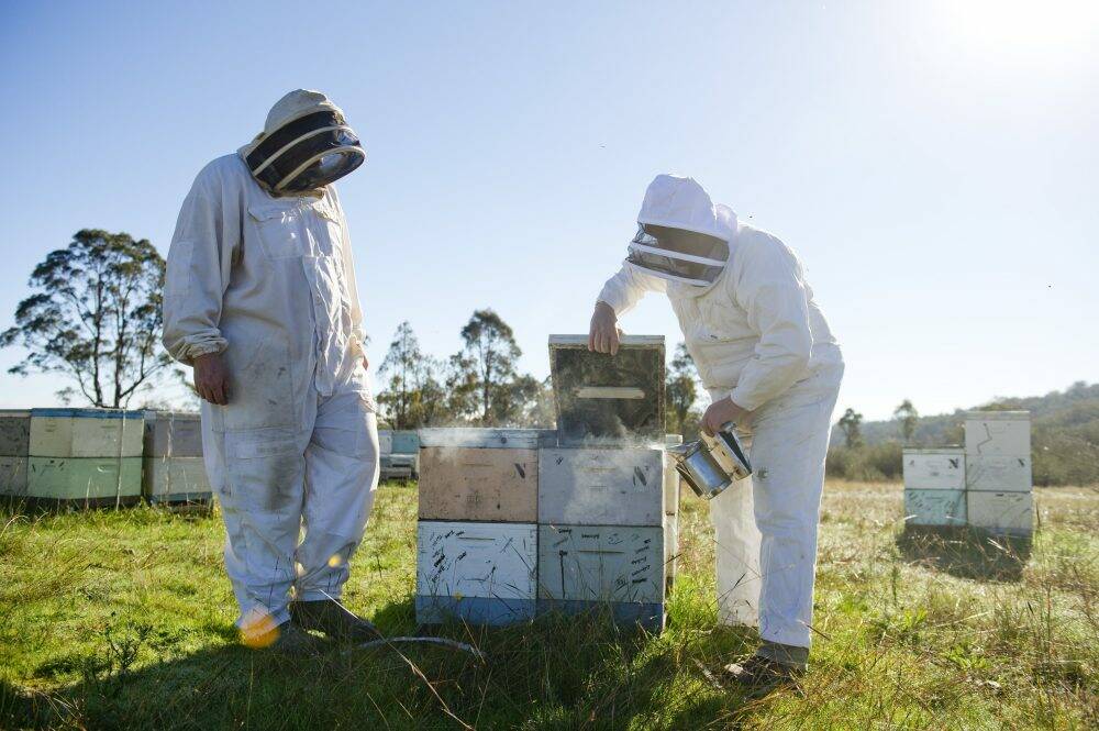 Neil Bingley works his bees within a 400-kilometre radius of Canberra. Photo: Jay Cronan