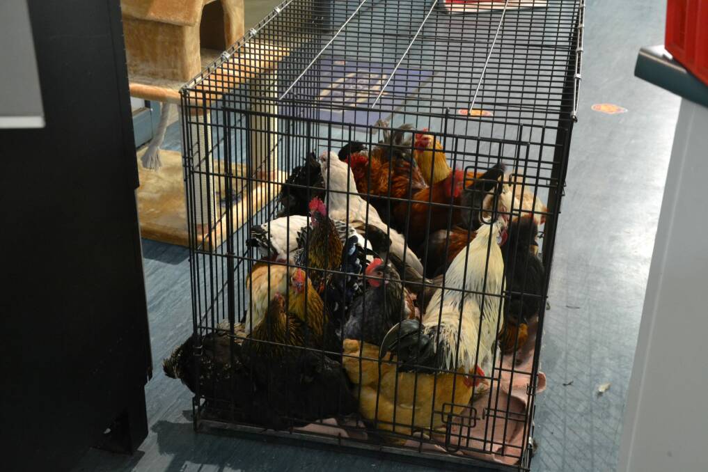 The RSPCA has removed poultry from a home in Banks because of overcrowding. Photo: Supplied by RSPCA