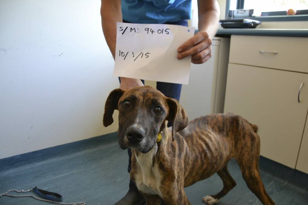 One of the malnourished dogs after it was recovered from the woman's backyard. Photo: RSPCA