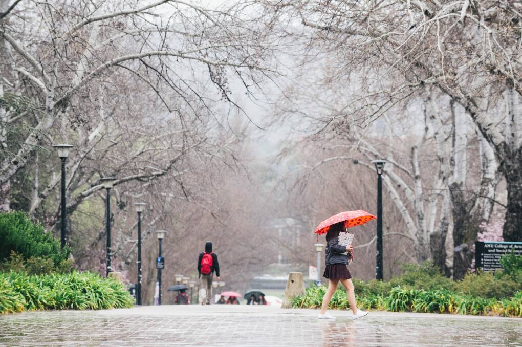 Pedestrians with umbrellas at the ANU avoiding the rain on Friday, when The Bureau of Meteorology estimated between 40 and 60 millimetres would fall in Canberra. Photo: Rohan Thomson